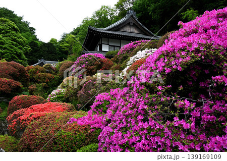川崎市等覚院とつつじの花 川崎市等覚院とつつじの花 139169109