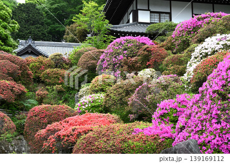 川崎市等覚院とつつじの花 川崎市等覚院とつつじの花 139169112