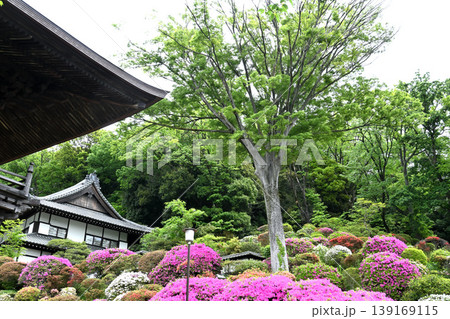 川崎市等覚院とつつじの花 139169115
