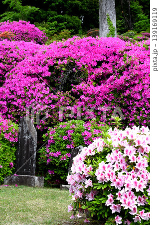 川崎市等覚院とつつじの花 川崎市等覚院とつつじの花 139169119