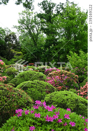 川崎市等覚院とつつじの花 川崎市等覚院とつつじの花 139169122