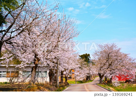 満開に咲く新潟県小千谷市時水の桜 満開に咲く新潟県小千谷市時水の桜 139169241