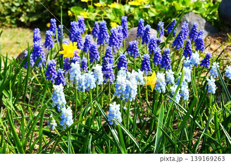 ムスカリの花 ムスカリの花 139169263