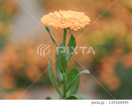 キンセンカ 花 オレンジ 春 植物 マクロ 自然 背景素材 カレンデュラ ボタニカル 139169495