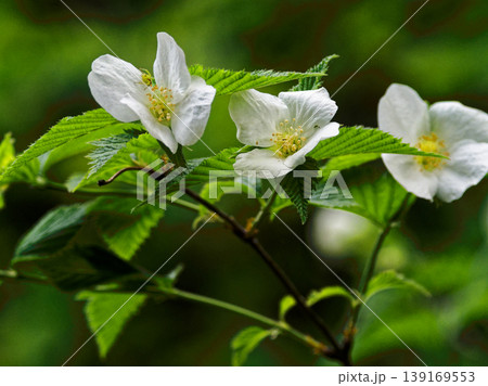 バラ科シロヤマブキの花 バラ科シロヤマブキの花 139169553