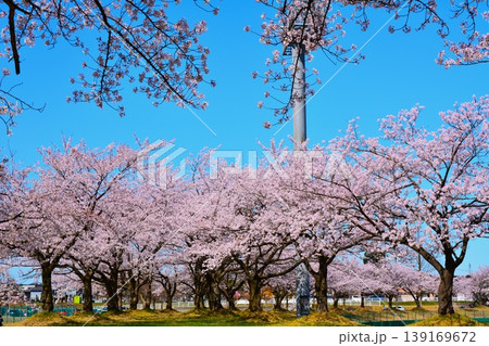 青空に満開に咲く新潟県長岡市越路河川公園の桜 139169672