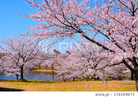 青空に満開に咲く新潟県長岡市越路河川公園の桜 139169673