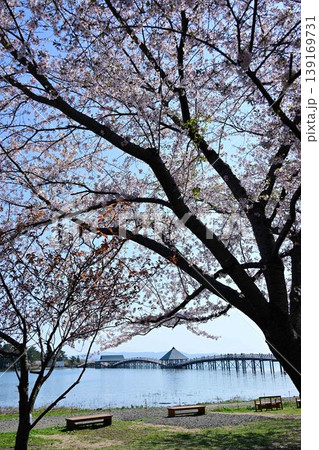 改築後の鶴の舞橋と桜 改築後の鶴の舞橋と桜 139169731