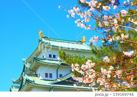 愛知県名古屋市、満開間近の桜と名古屋城の風景 愛知県名古屋市、満開間近の桜と名古屋城の風景 139169748