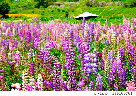 美しいルピナスの花 美しいルピナスの花 139169761