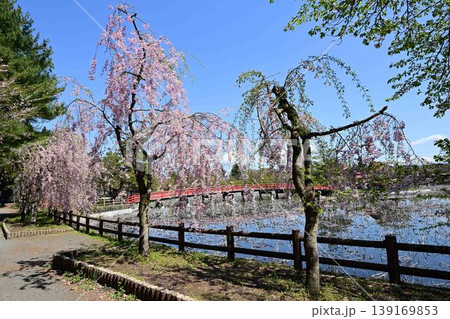 猿賀公園と桜 猿賀公園と桜 139169853