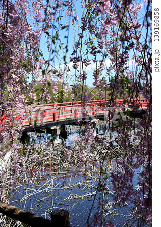 猿賀公園と桜 猿賀公園と桜 139169858