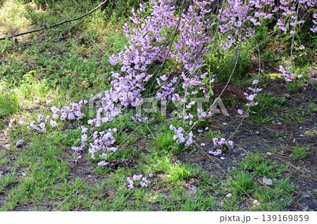 猿賀公園と桜 猿賀公園と桜 139169859