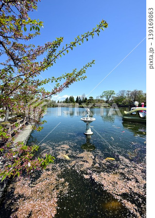 猿賀公園と桜 猿賀公園と桜 139169863