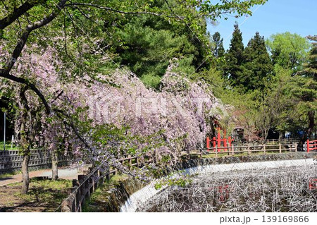 猿賀公園と桜 猿賀公園と桜 139169866