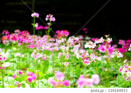 カラフルなクリン草の花 カラフルなクリン草の花 139169915