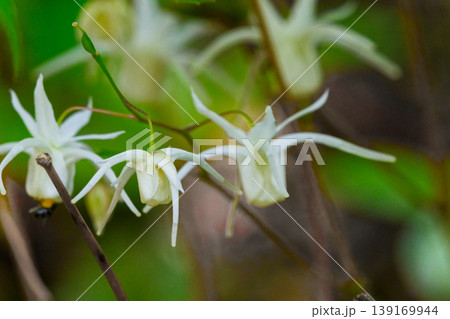 春の山野草 トキワイカリソウ開花 春の山野草 トキワイカリソウ開花 139169944