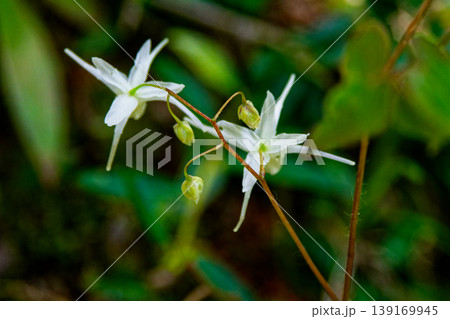 春の山野草 トキワイカリソウ開花 春の山野草 トキワイカリソウ開花 139169945