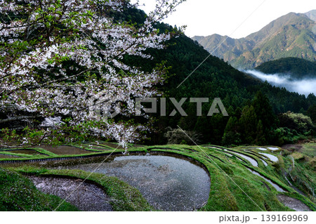 桜と水を張った丸山千枚田 三重県 桜と水を張った丸山千枚田 三重県 139169969