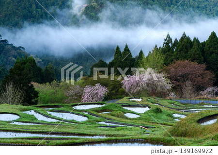 桜と水を張った丸山千枚田 三重県 桜と水を張った丸山千枚田 三重県 139169972