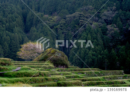 桜と水を張った丸山千枚田 三重県 桜と水を張った丸山千枚田 三重県 139169978