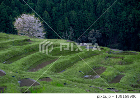 桜と水を張った丸山千枚田 三重県 桜と水を張った丸山千枚田 三重県 139169980