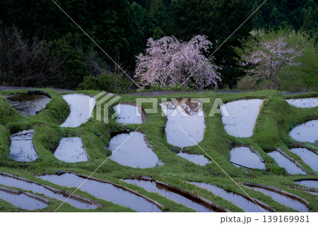 桜と水を張った丸山千枚田　三重県 139169981