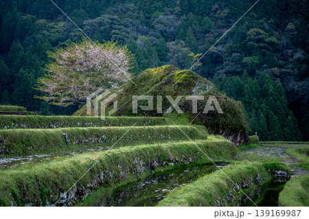 桜と水を張った丸山千枚田 三重県 桜と水を張った丸山千枚田 三重県 139169987