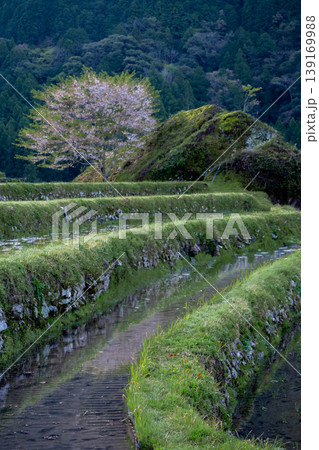 桜と水を張った丸山千枚田 三重県 桜と水を張った丸山千枚田 三重県 139169988