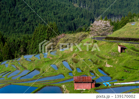 桜と水を張った丸山千枚田 三重県 桜と水を張った丸山千枚田 三重県 139170002