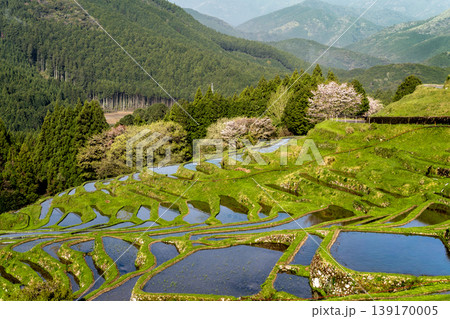 桜と水を張った丸山千枚田　三重県 139170005