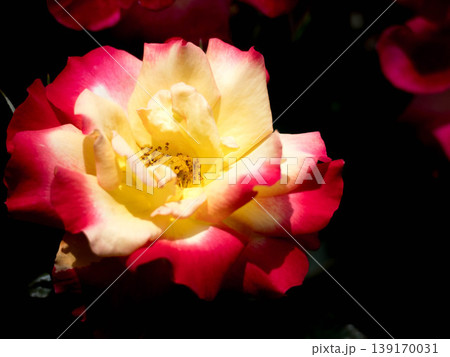 バラ園を彩どる花たち 139170031