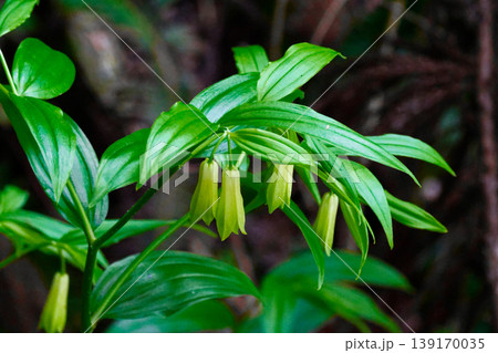 初夏の花イヌサフラン科ホウチャクソウの白い筒状花 初夏の花イヌサフラン科ホウチャクソウの白い筒状花 139170035