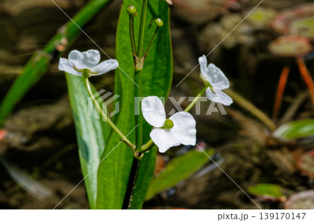 抽水植物　オモダカ科ヘラオモダカの花 139170147