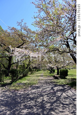 東山公園さくら山の桜並木 139170185