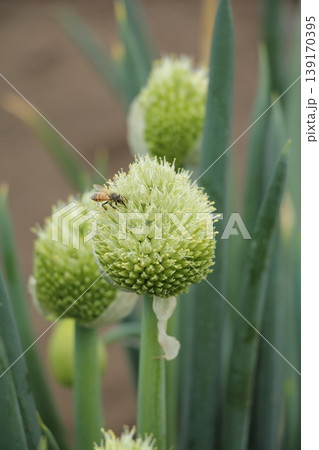 葱の花 ねぎぼうず 葱の花 ねぎぼうず 139170395