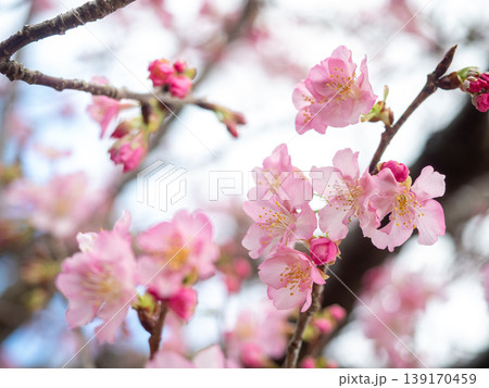 品種不明な桜 139170459