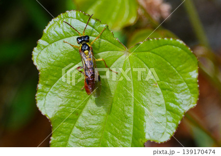 ハチ目ハバチ科クロムネハバチ♀ 139170474