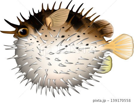 魚イラスト ハリセンボン (ふくらんだ) ベクター形式 白背景単体 魚イラスト ハリセンボン (ふくらんだ) ベクター形式 白背景単体 139170558
