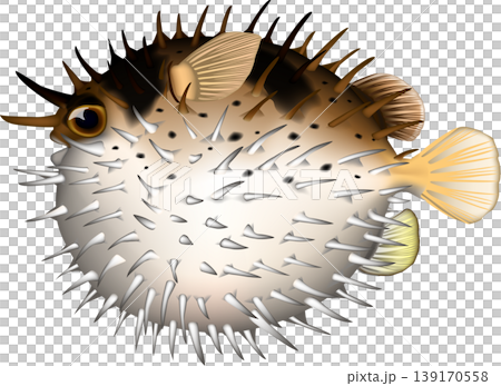 魚イラスト ハリセンボン (ふくらんだ) ベクター形式 白背景単体 魚イラスト ハリセンボン (ふくらんだ) ベクター形式 白背景単体 139170558