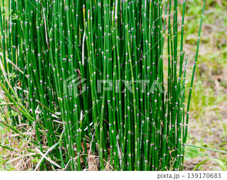 湿地に自生する羊歯植物 トクサ科トクサ群落 139170683