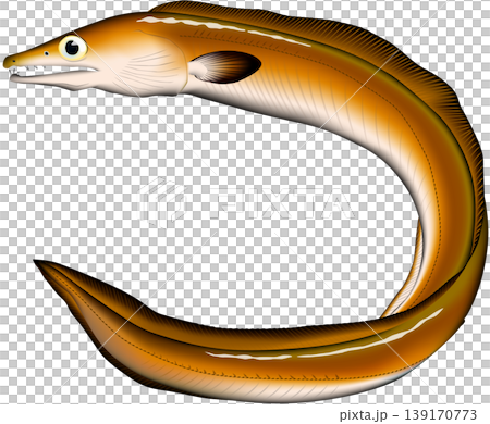 Fish illustration: Pike conger eel, vector format, white background (single). Fish illustration: Pike conger eel, vector format, white background (single). 139170773
