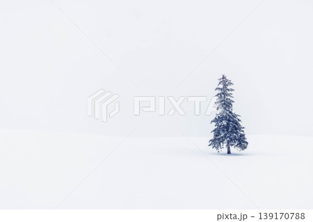 クリスマスツリーの木 クリスマスツリーの木 139170788