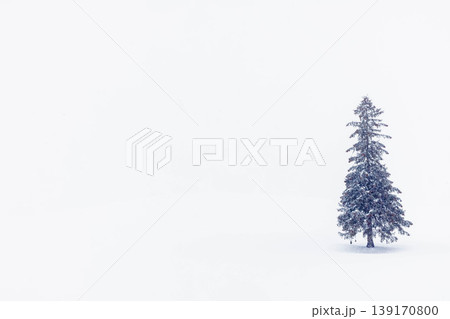 クリスマスツリーの木 クリスマスツリーの木 139170800
