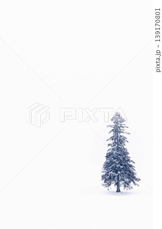 クリスマスツリーの木 クリスマスツリーの木 139170801