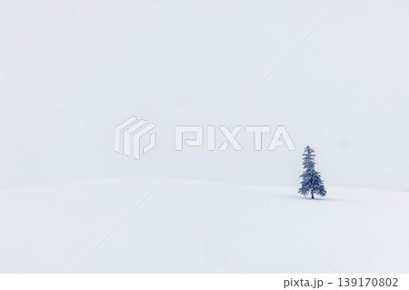 クリスマスツリーの木 クリスマスツリーの木 139170802
