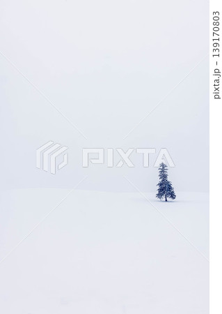 クリスマスツリーの木 139170803