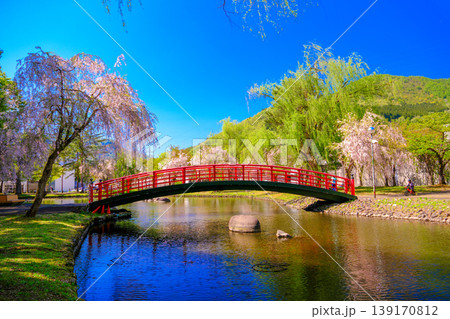 枝垂れ桜と太鼓橋 枝垂れ桜と太鼓橋 139170812