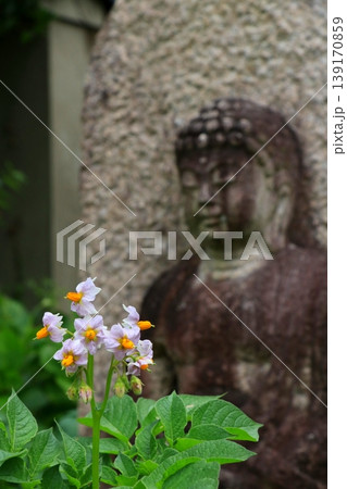 小さなお地蔵様の前に咲くワルナスビの花 139170859