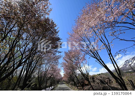 満開の桜と岩木山麓桜並木 満開の桜と岩木山麓桜並木 139170864